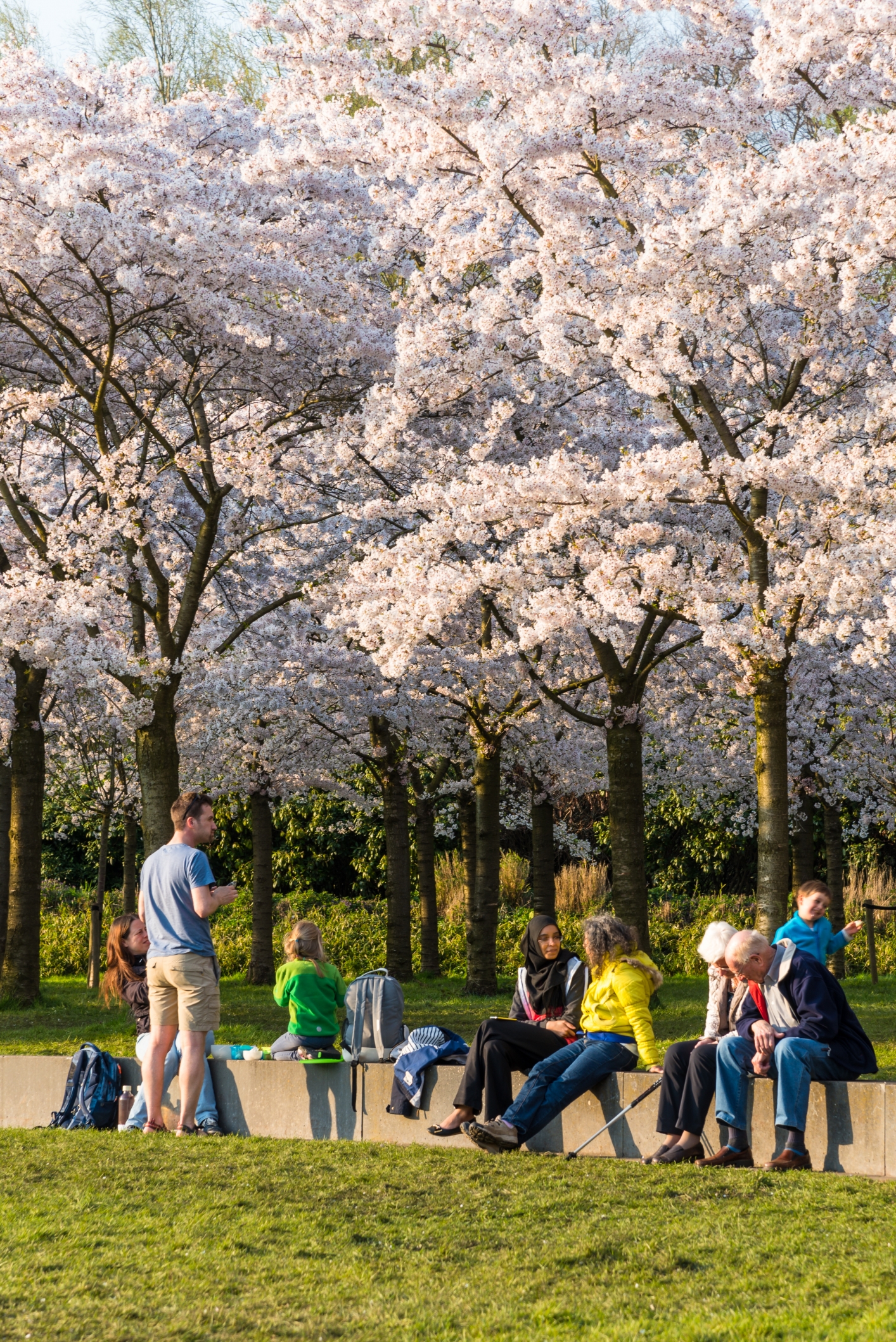 Een groepje jongeren, volwassenen en kinderen zitten bij elkaar in een park op een bank onder een boom die volop in bloesem staat