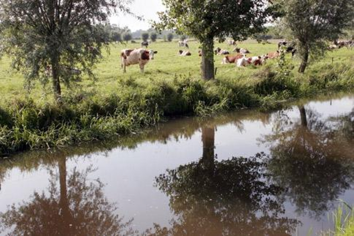 foto landschap met koeien
