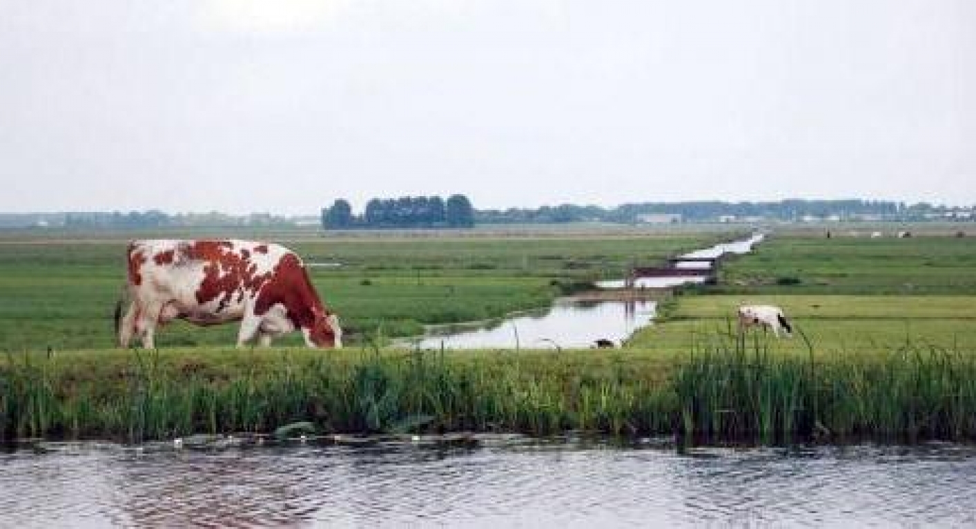 foto koe in polderlandschap