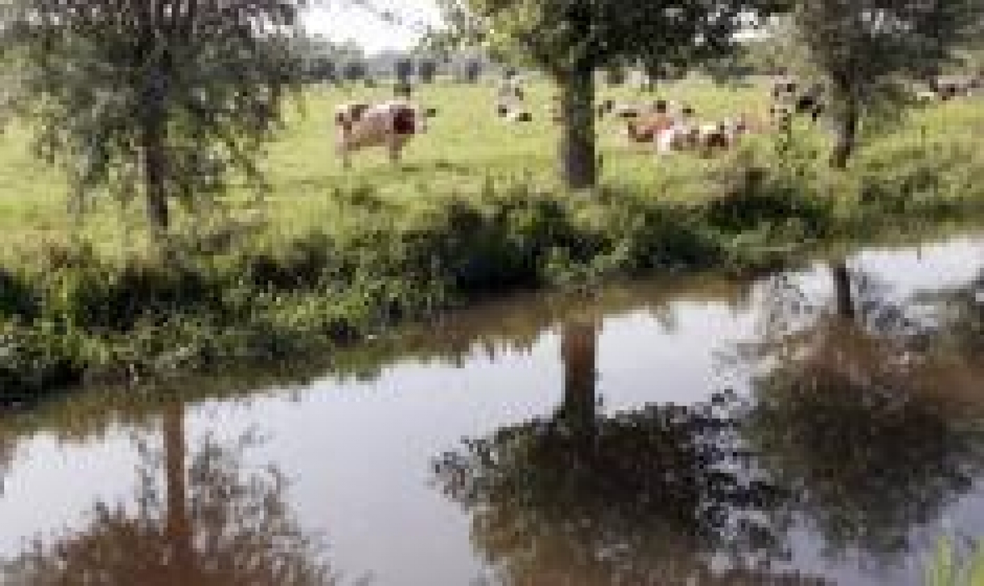 foto landschap met koeien