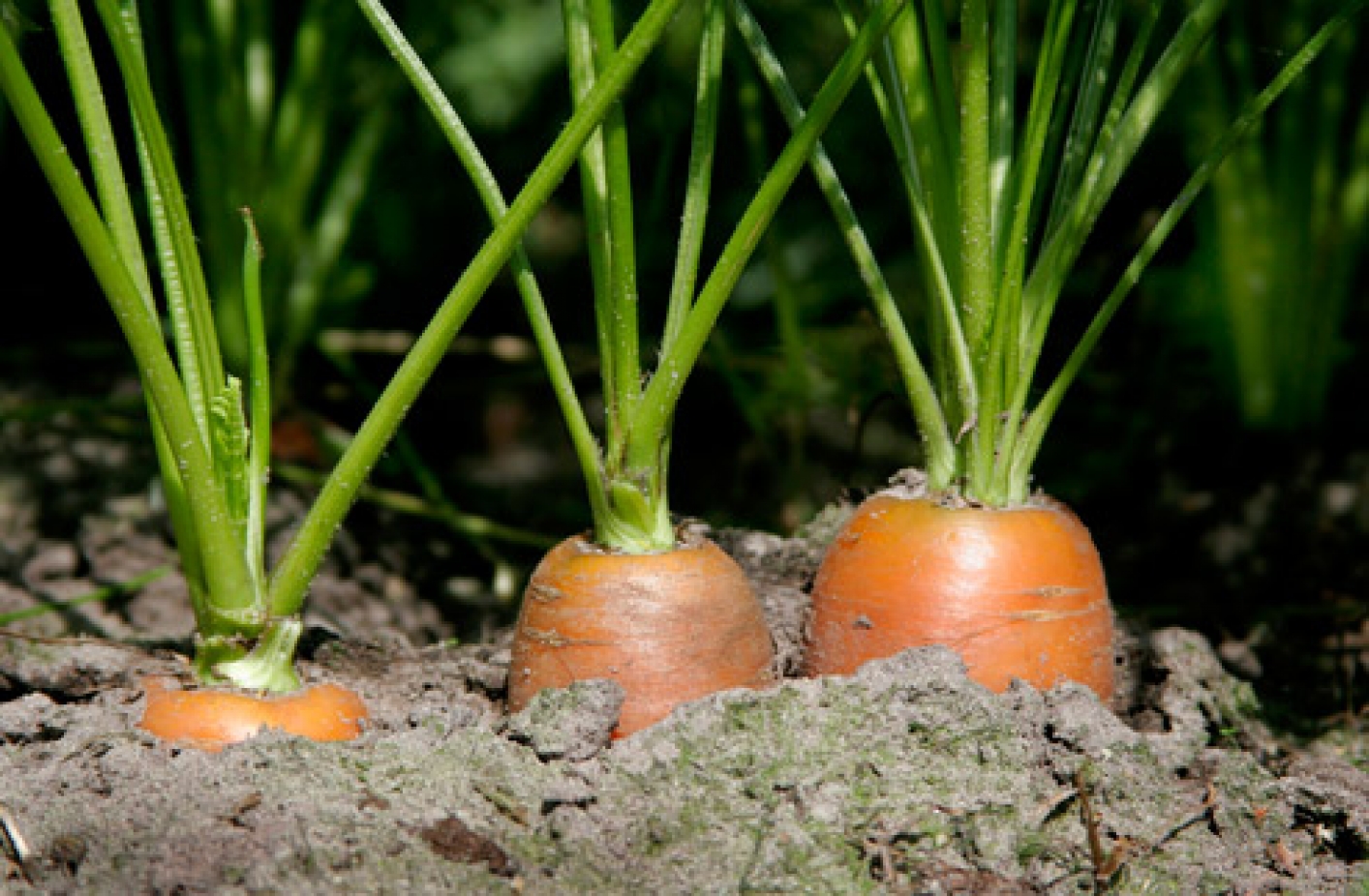 foto van wortelen in de grond